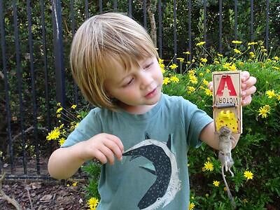 Columbus pest control