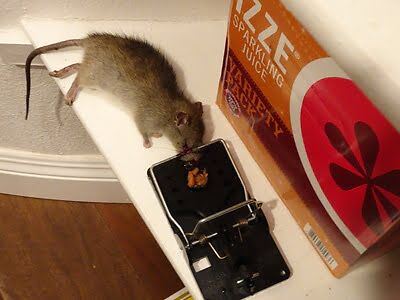 rodent trapping